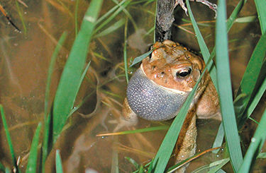 American toad